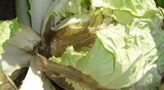 香蕉、白菜长黑点 还能不能吃?靠谱答案来啦
