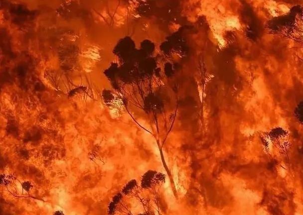 葬身在澳洲山火里的考拉 是桉树叶让它们错过最佳的逃生时间
