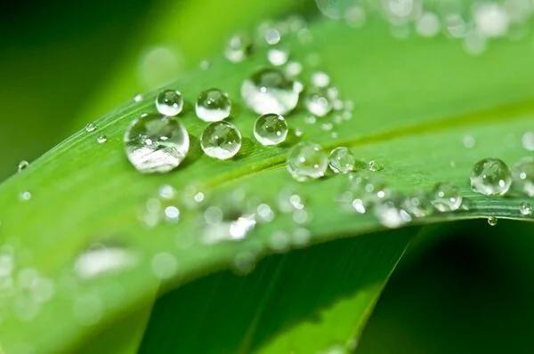 研究:植物也会发烧和出汗 还能看穿人类谎言!
