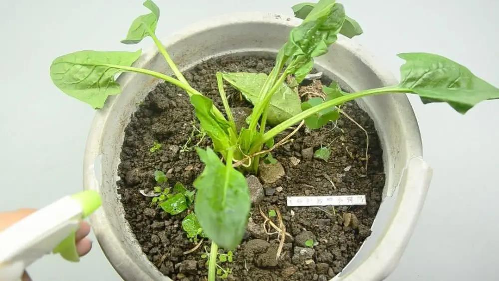 蔬菜生蟲別慌忙打農藥 只需噴洒點它 蔬菜長得繁茂 蟲子不再來 9 20200123052224623