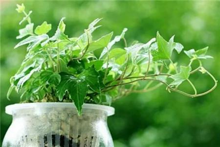 最适合在办公室养的10种绿植