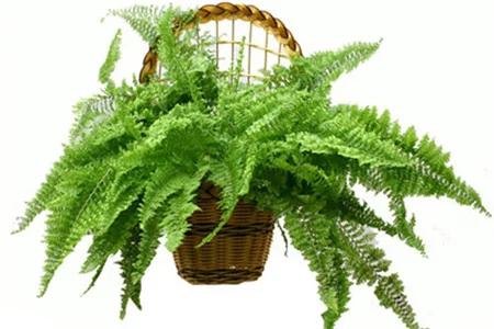 最适合在办公室养的10种绿植