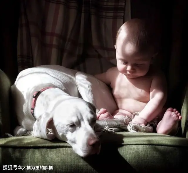 狗狗被虐待后害怕人 却特别爱护小宝宝 狗狗:因为它啥也不懂!