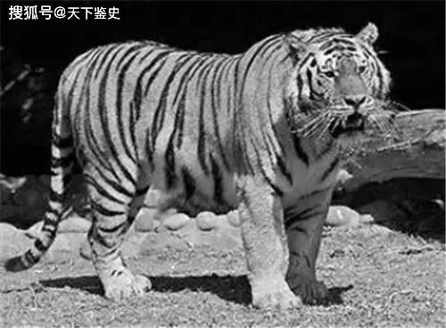 世界上最凶狠的老虎 预估吃掉了436人 被击毙后发现它吃人真相