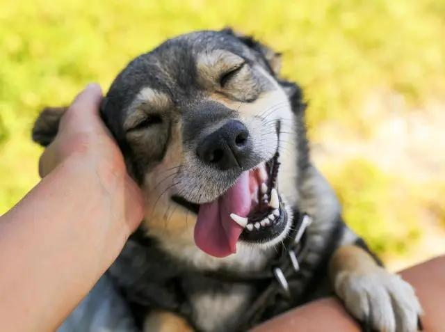狗狗被救後每天微笑報恩一笑就是12年都忘記自己是只惡犬了 阿波羅新聞網