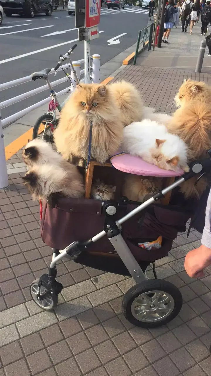 日本一大叔退休后每天用婴儿车遛猫!这画风 简直就是人生赢家!