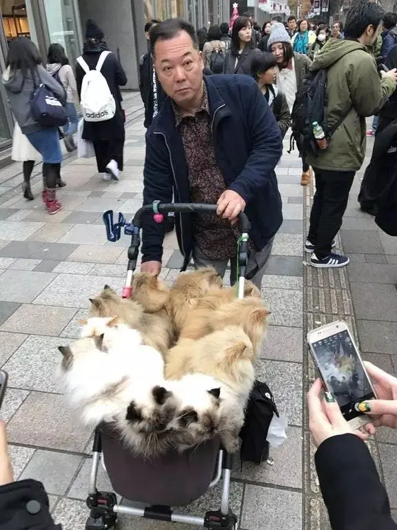 日本一大叔退休后每天用婴儿车遛猫!这画风 简直就是人生赢家!