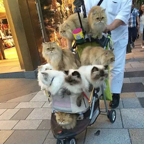 日本一大叔退休后每天用婴儿车遛猫!这画风 简直就是人生赢家!