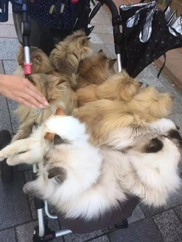 日本一大叔退休后每天用婴儿车遛猫!这画风 简直就是人生赢家!