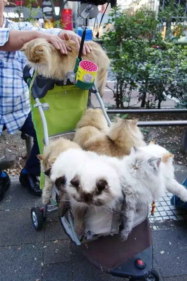 日本一大叔退休后每天用婴儿车遛猫!这画风 简直就是人生赢家!