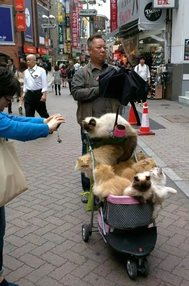日本一大叔退休后每天用婴儿车遛猫!这画风 简直就是人生赢家!