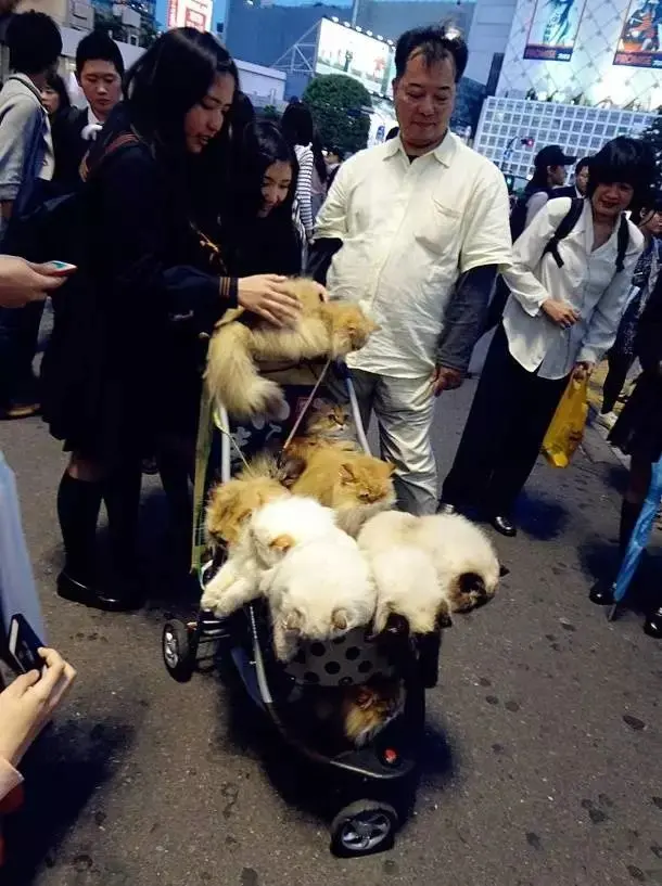 日本一大叔退休后每天用婴儿车遛猫!这画风 简直就是人生赢家!