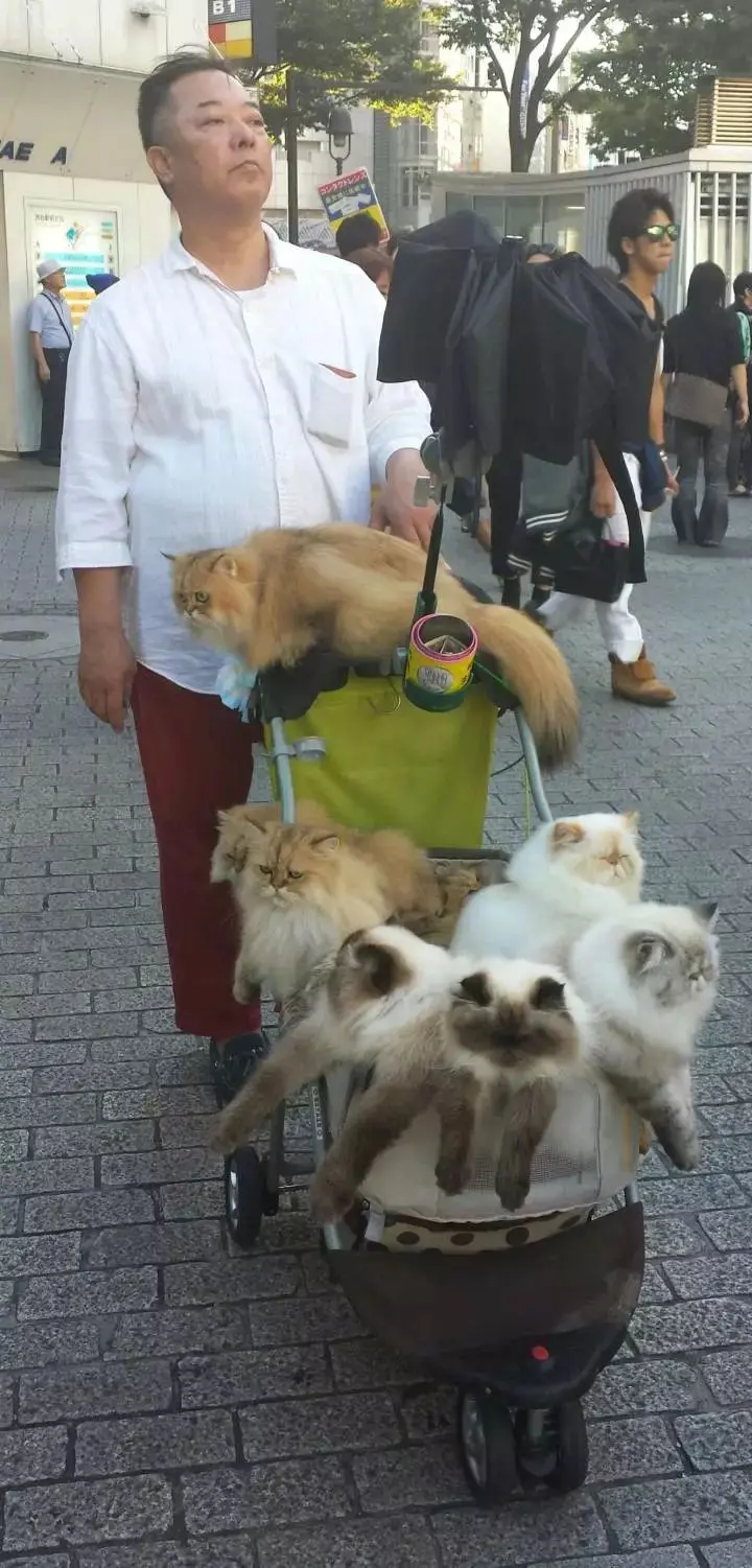 日本一大叔退休后每天用婴儿车遛猫!这画风 简直就是人生赢家!