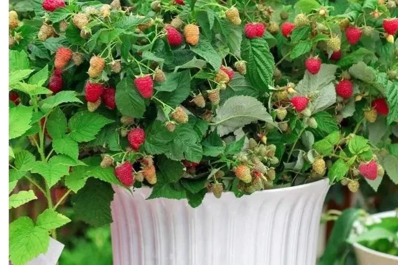 8種可以在院子里或陽台上栽培的小漿果 種好了四季都有果子吃