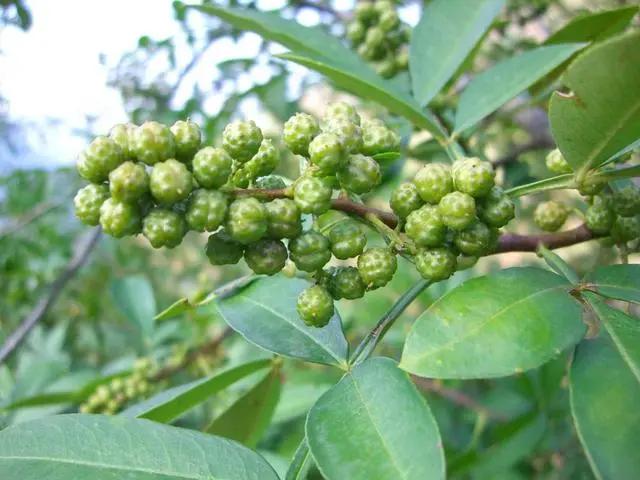 炸花椒油不要直接下鍋炸了!加上這1步 讓你的花椒油更香 1 20200305065939244