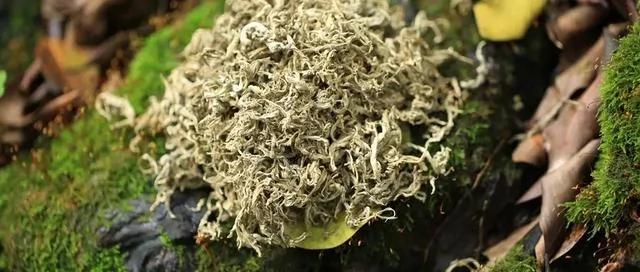 泡脚方子何其多 今天只说这三样