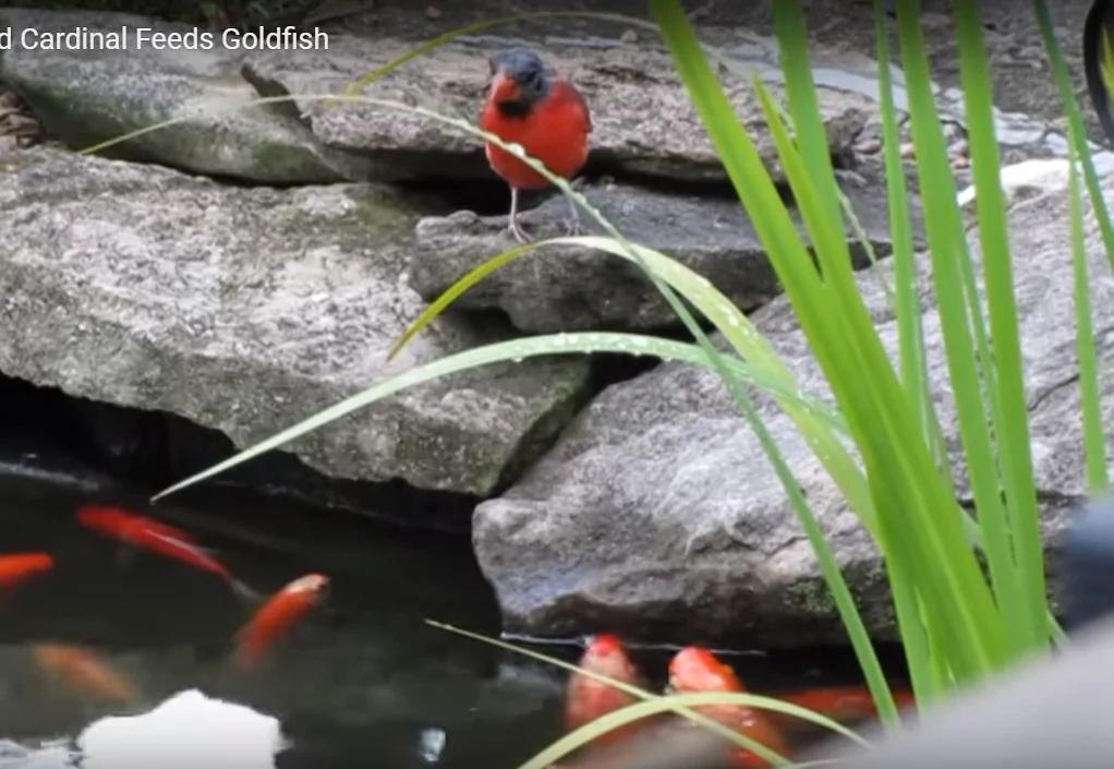 紅鳥每天到池塘 餵魚 超有愛 背後的原因 原來是這樣 阿波羅新聞網