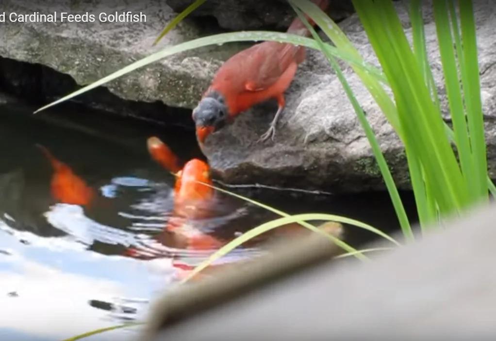 紅鳥每天到池塘 餵魚 超有愛 背後的原因 原來是這樣 阿波羅新聞網