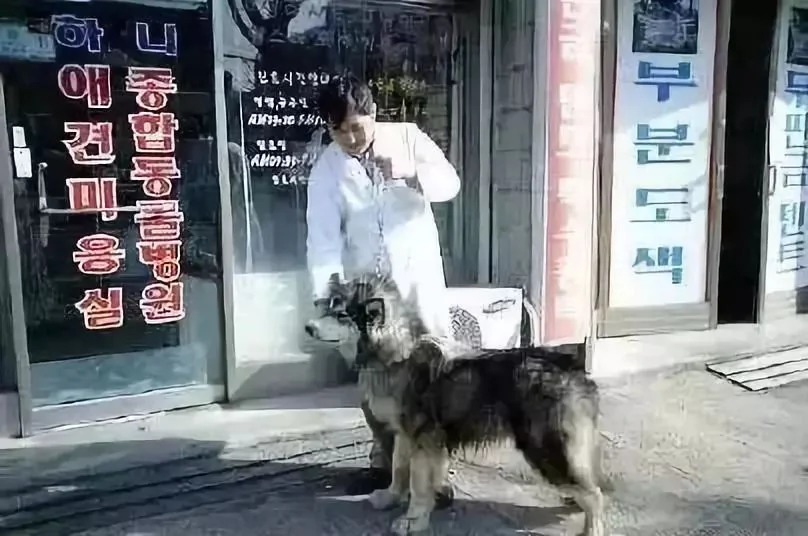 安乐死前2小时先喂饱小同伴 最善良的阿拉斯加却…