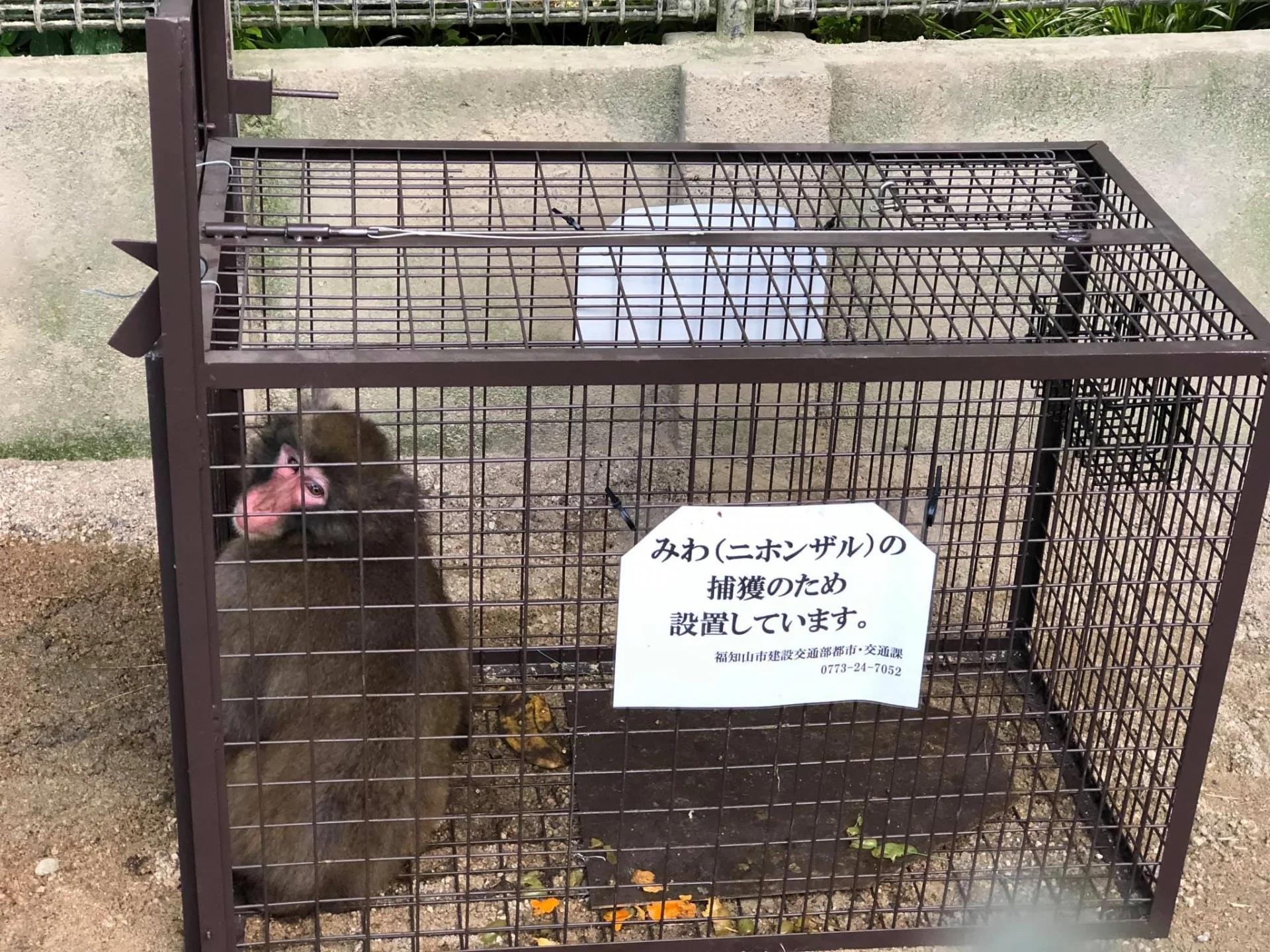 京都野豬騎士獼猴不見10天 終於尋回後表情像在反省超無辜