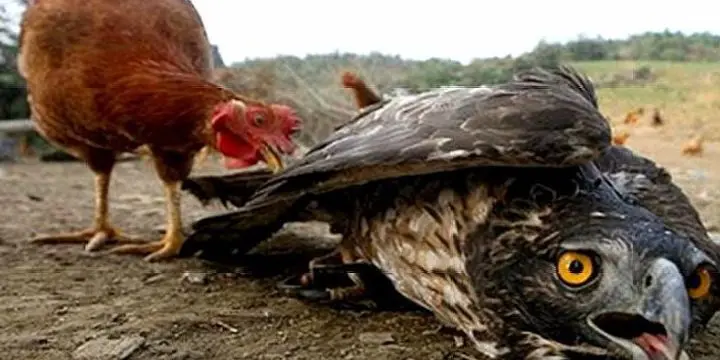 老鷹潛入農舍偷雞，沒想到栽到雞的手中，鏡頭拍下全過程！_網易視頻