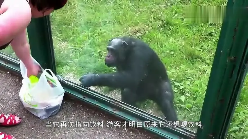 猩猩隔著玻璃用手示意，想喝遊客的飲料，猩猩指出了一條「密道」_網易視頻