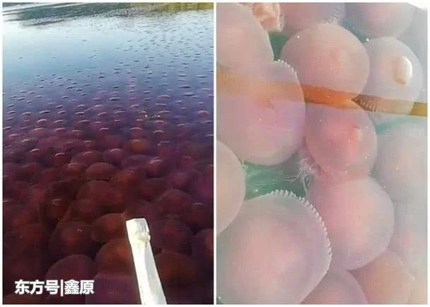数千只红水母罕见齐聚菲律宾海面，壮观景象画面曝光震惊网友！_鑫原