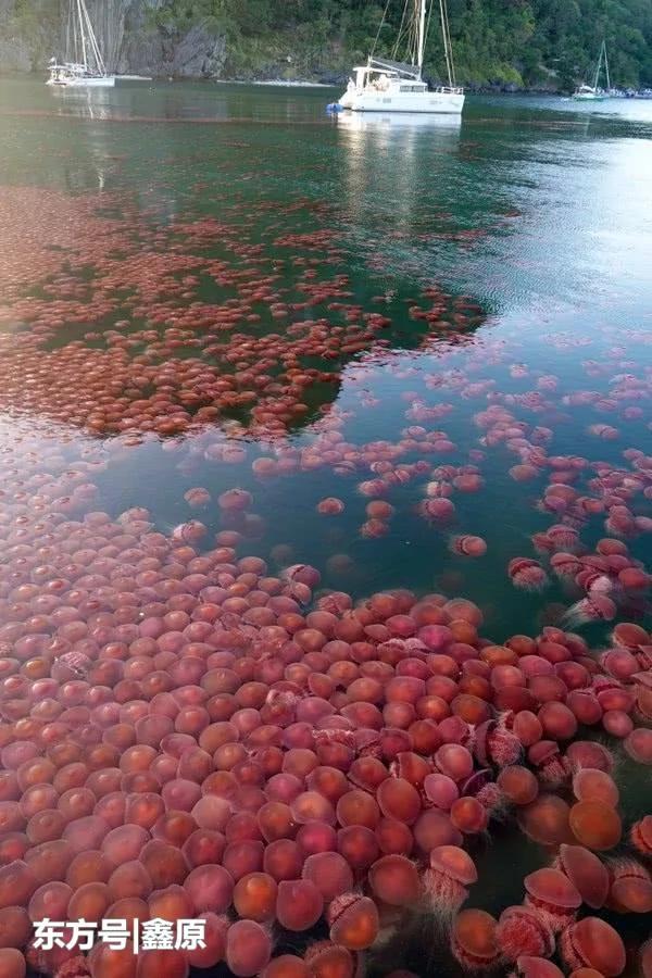 数千只红水母罕见齐聚菲律宾海面，壮观景象画面曝光震惊网友！