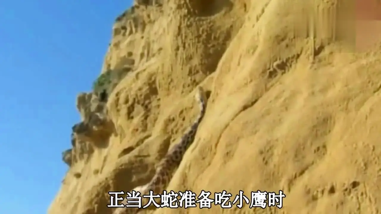 大蛇捕食小鷹，老鷹把大蛇從萬丈懸崖拋下，看著就解氣_網易視頻