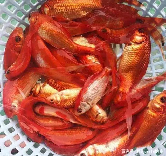 中国人什么鱼都敢吃为什么不敢吃金鱼 看完你就明白了 阿波罗新闻网