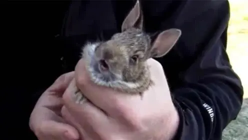 動物摺紙小兔子-騰訊視頻