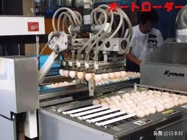 日本的生鸡蛋究竟哪里不同？为什么可以直接生吃？ ＊ 阿波罗新闻网