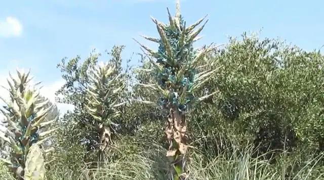 这种植物高达两米以上 可以轻而易举“捕食羊” 这是怎么回事？ ＊ 阿波罗新闻网