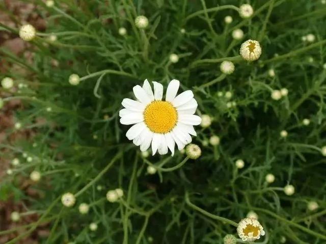 有“5种草” 既能清新环境 又能驱除“蚊虫” 快点回家养一盆