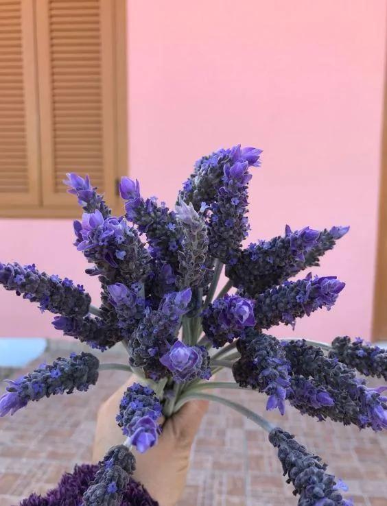 有“5种草” 既能清新环境 又能驱除“蚊虫” 快点回家养一盆