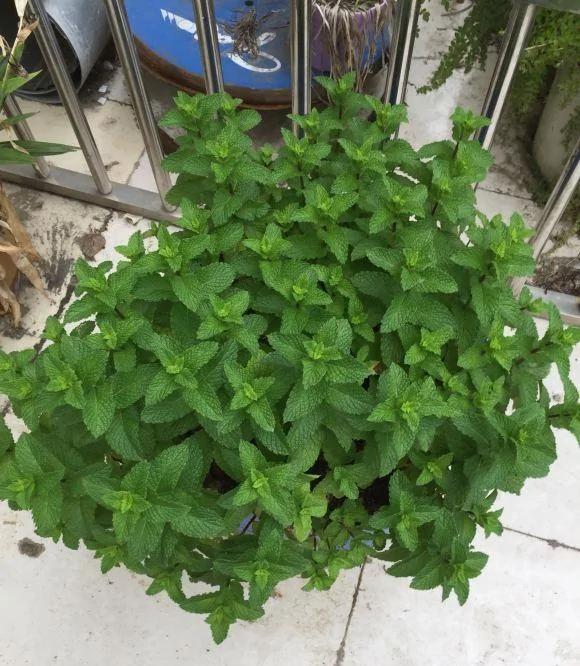 有“5种草” 既能清新环境 又能驱除“蚊虫” 快点回家养一盆