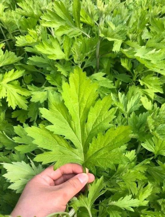 有“5种草” 既能清新环境 又能驱除“蚊虫” 快点回家养一盆
