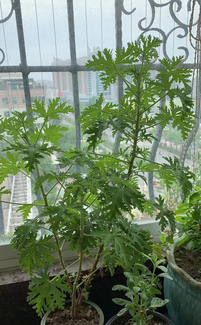 有“5种草” 既能清新环境 又能驱除“蚊虫” 快点回家养一盆