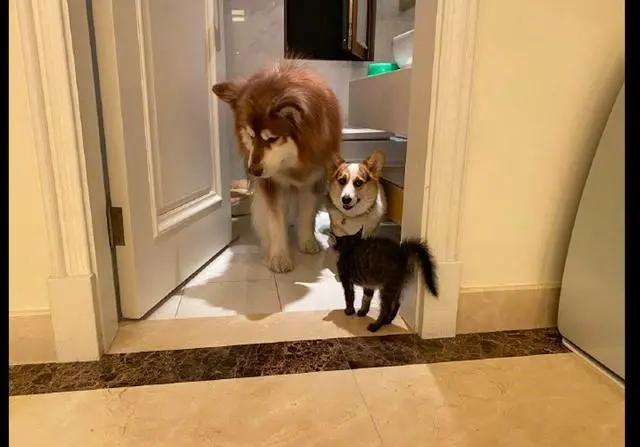 兩隻狗被貓逼得躲進廁所 阿拉斯加眼神躲避 柯基則向主人求救！