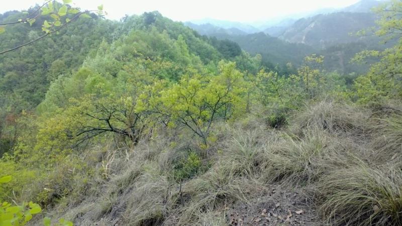 首位獲得青天白日勳章的王牌飛行員周志開 3 20200601064050858