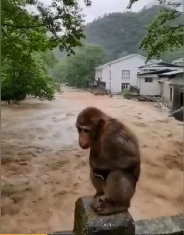 武夷山景区洪水爆发，连猴子都蹲在桥上避险。（图撷自微博影片）