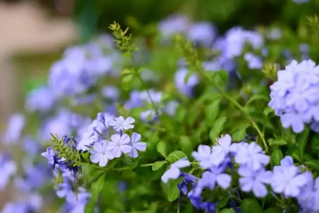 夏天最值得入手的蓝紫色植物清凉又炸盆好blue 阿波罗新闻网