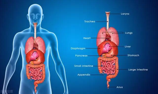 身體這5個部位出現異樣 說明你的器官太髒了 趕緊對照看看