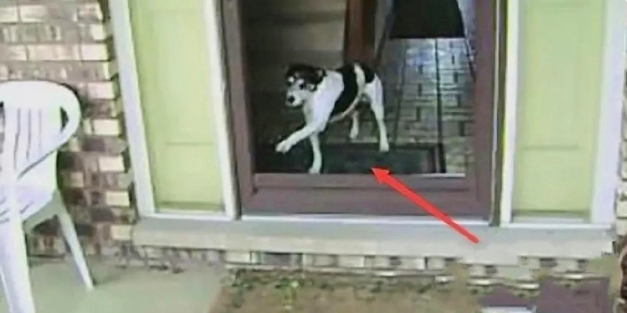 主人把玻璃门拆了之后，不料狗子崩溃了，镜头拍下搞笑的一幕！_网易视频