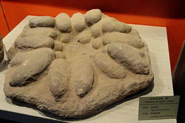 仅重10克日本发现世界最小恐龙蛋化石 阿波罗新闻网