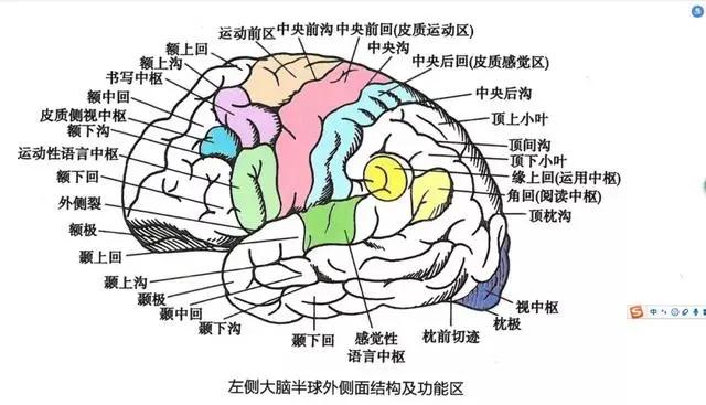大脑和小脑的区别 右脑的功能较左脑看起来更“高端”？