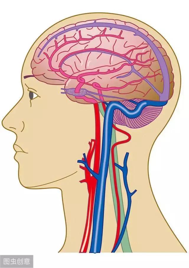 大脑和小脑的区别 右脑的功能较左脑看起来更“高端”？