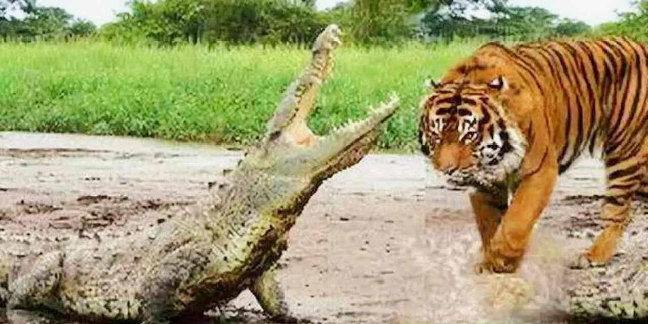 鳄鱼为什么害怕老虎？看老虎猎杀鳄鱼的过程就明白了，惨不忍睹_网易视频