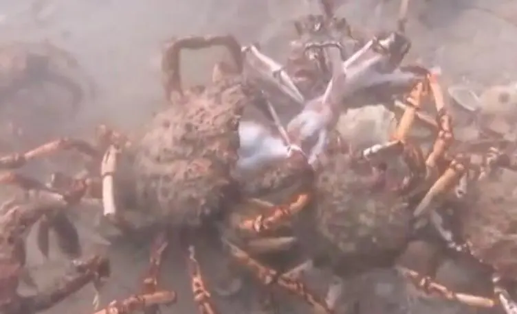残忍！章鱼误入巨型蜘蛛蟹迁徙团，惨遭围攻分尸被吞下肚！_螃蟹