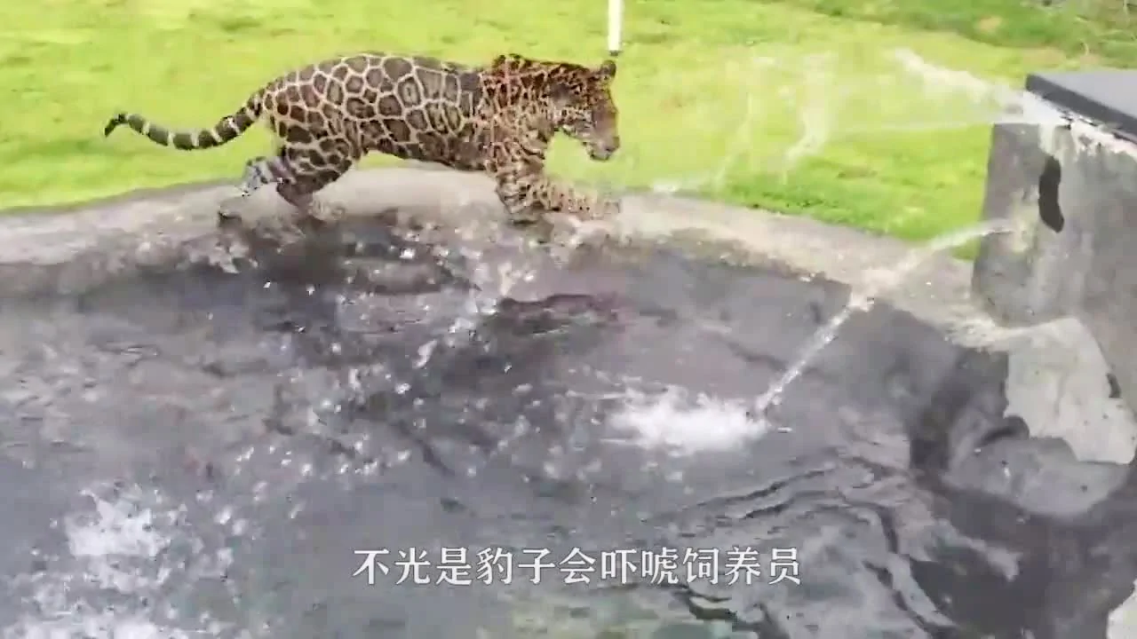 豹子在池邊玩水，沒想到慘遭飼養員「暗算」，接下來忍住不要笑！_網易視頻
